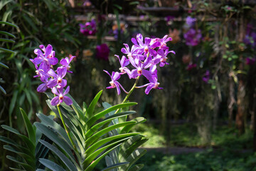 Colorful orchid farm cafe and agricultural industry