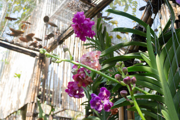 Colorful orchid farm cafe and agricultural industry