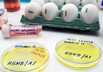 new strain of H5N8 avian influenza infected in humans, petri dish with samples, conceptual image