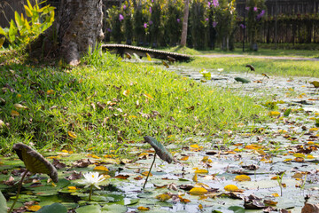 Ornamental plant in the garden