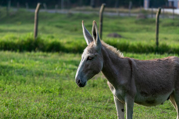 donkey silhouette on farm pasture