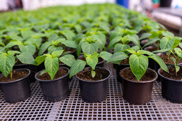 Pepper Seedlings are grown in greenhouse in pots durin the season.