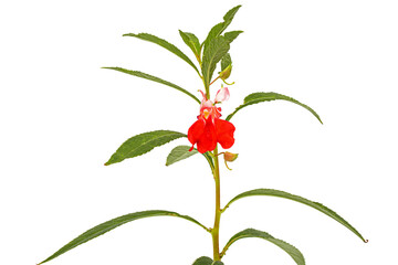 Scarlet flower of Impatiens balsamina, garden balsam jewelweed touch-me-not plant, isolated on...