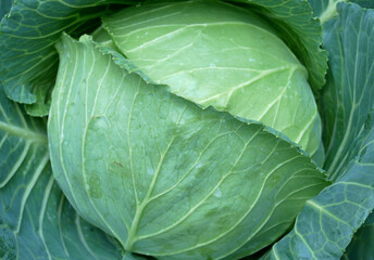 closeup green cabbage organic farm in Myanmar basic food
