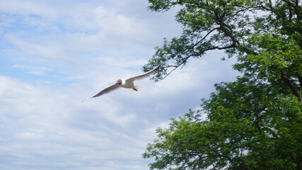 Obraz premium seagull in flight