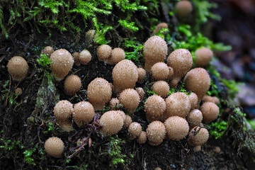 The stump puffball (Apioperdon pyriforme) is an inedible mushroom