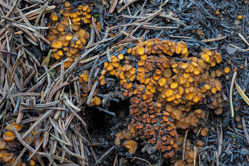 The Anthracobia nitida is an inedible mushroom