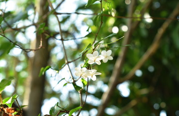 wild water plum white flower hanging on branch flowing from wind blow in garden 