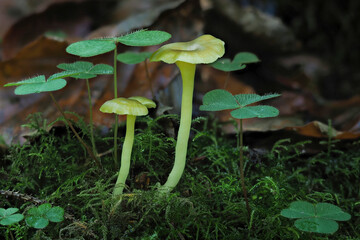 The Green Navel (Chrysomphalina grossula) is an inedible mushroom