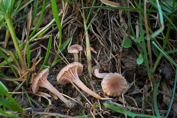 The Rosy Navel (Contumyces rosellus) is an inedible mushroom