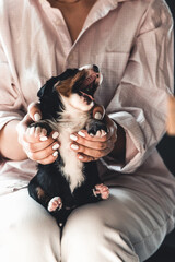 Bernese mountain dog puppy in female hands, care for animals, newborns