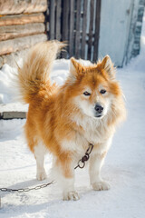 Portrait of fluffy red chained dog outdoors in winter