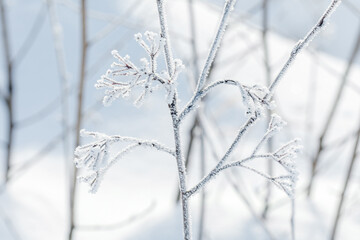 Winter tree branches covered with snow background