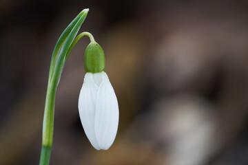 Spring flower Galanthus nivalis start to blooming. Known as  snowdrop or common snowdrop. Detail of flower head.