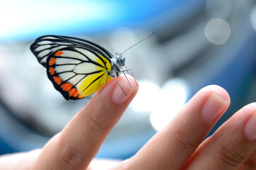 butterfly on hand