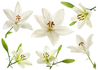 Obraz na płótnie Canvas White lilly flower collection