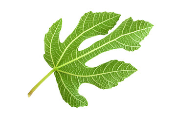 Purple fig leaf closeup