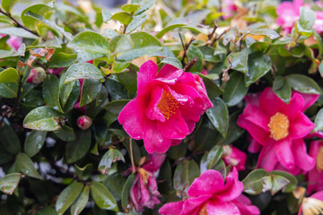 Obraz premium ピンクの花