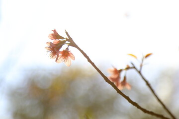 pink cherry blossom on spring nature background