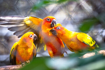 Group of pretty colored Sun Conure or Sun Parakeet
