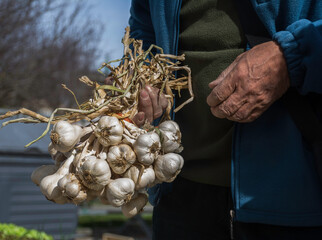 Closeup of farmer market with bunch of organic garlic