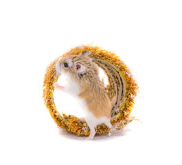 Roborovski hamster