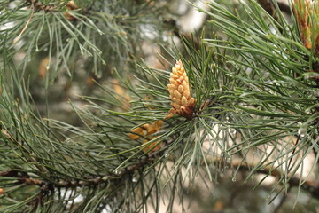 Raindrops hang on pine needles on a summer day. Pine flower with pollen is on a tree branch