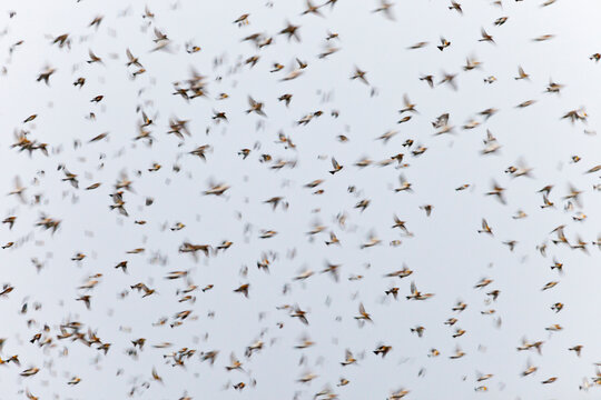 PINZON REAL - BRAMBLINGS (Fringilla montifringilla)