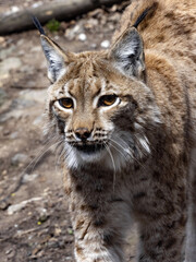 Scandinavian lynx, Lynx lynx lynx, with its mouth ajar watching the surroundings