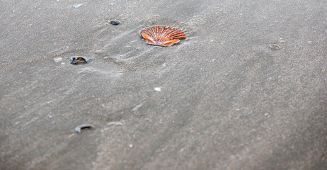 Coquillage sur le sable