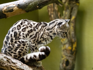 A rare Margay, Leopardus wiedii, sits on a branch and looks down