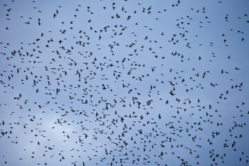 PINZON REAL - BRAMBLINGS (Fringilla montifringilla)