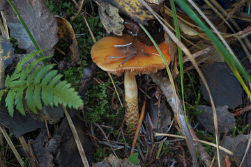 The Girdled Webcap (Cortinarius trivialis) is an poisonous mushroom