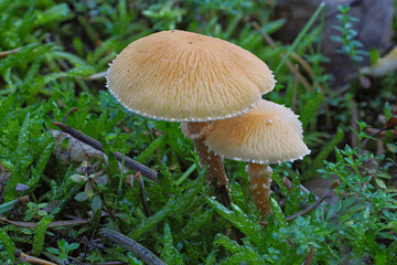 The Earthy Powdercap (Cystoderma amianthinum) is an edible mushroom