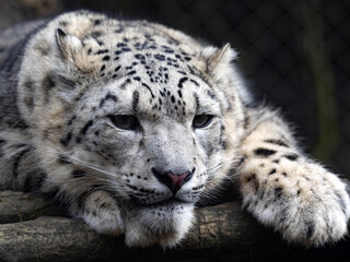 Portrait of a resting female Snow leopard, Panthera uncia