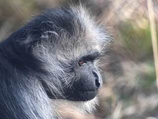 Portrait of a female Colobus polykomos, King Colobus