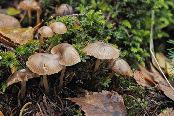 The slender navel (Fayodia bisphaerigera) is an inedible mushroom