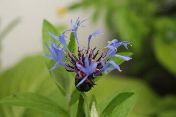 Raindrops remained on the leaves and delicate petals of the  cornflower