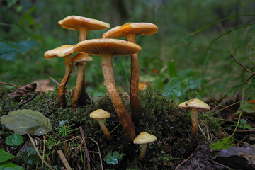 The alder scalycap (Flammula alnicola) is an inedible mushroom