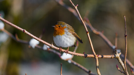 Beautiful Robin. The Robins just seem to love being photographed.
Scotland, UK