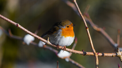 Beautiful Robin. The Robins just seem to love being photographed.
Scotland, UK