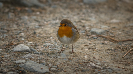 Beautiful Robin. The Robins just seem to love being photographed.
Scotland, UK