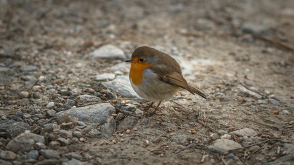 Beautiful Robin. The Robins just seem to love being photographed.
Scotland, UK