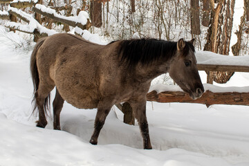 Tarpan, also known as Eurasian wild horse, in the nature park. Winter time.
