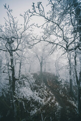 Winter frozen forest and landscape