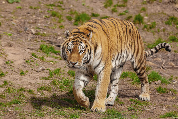 Naklejka na ściany i meble Siberian Tiger (Panthera tigris altaica). 