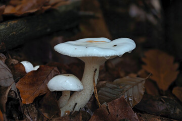 The Ivory Woodwax (Hygrophorus eburneus) is an edible mushroom