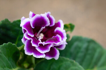 Violet Gloxinia flower blooming in the garden with copy space for text backgrounds.