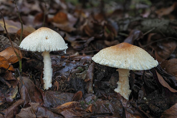 The Shield Dapperling (Lepiota clypeolaria) is a poisonous mushroom