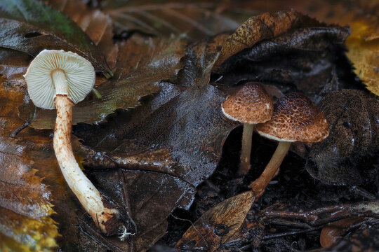 The Chestnut dapperling (Lepiota castanea) is an deadly poisonous mushroom